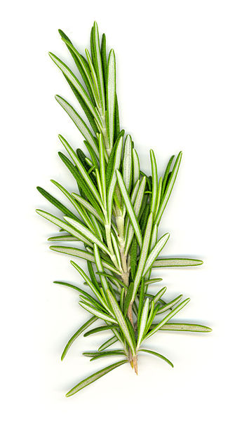 Herbs: Easy to grow and add to your cooking and so nutritious!